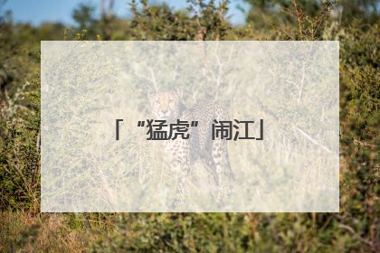 “猛虎”闹江