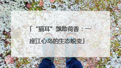 “猫耳”飘散荷香：一座江心岛的生态蜕变