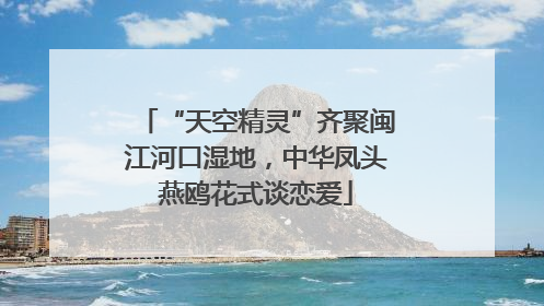 “天空精灵”齐聚闽江河口湿地，中华凤头燕鸥花式谈恋爱