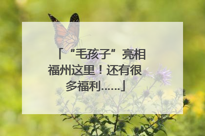 “毛孩子”亮相福州这里！还有很多福利……