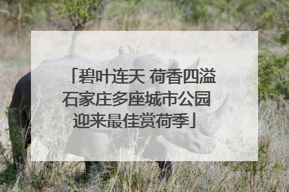碧叶连天 荷香四溢 石家庄多座城市公园迎来最佳赏荷季