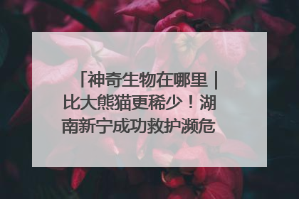神奇生物在哪里｜比大熊猫更稀少！湖南新宁成功救护濒危鸟类海南鳽