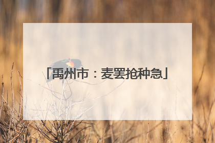 禹州市：麦罢抢种急