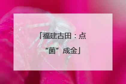 福建古田：点“菌”成金