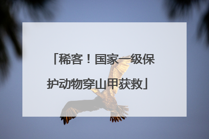 稀客！国家一级保护动物穿山甲获救