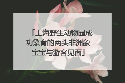 上海野生动物园成功繁育的两头非洲象宝宝与游客见面