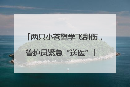 两只小苍鹭学飞刮伤，管护员紧急“送医”