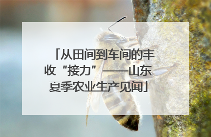 从田间到车间的丰收“接力”——山东夏季农业生产见闻
