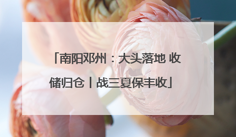 南阳邓州：大头落地 收储归仓丨战三夏保丰收