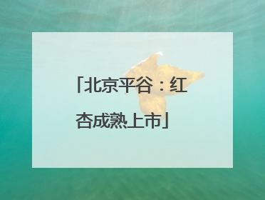 北京平谷：红杏成熟上市