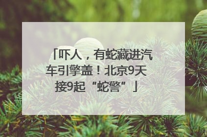 吓人，有蛇藏进汽车引擎盖！北京9天接9起“蛇警”