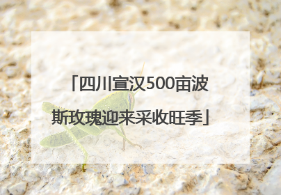 四川宣汉500亩波斯玫瑰迎来采收旺季