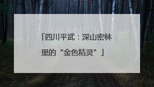 四川平武：深山密林里的“金色精灵”