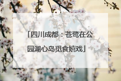 四川成都：苍鹭在公园湖心岛觅食嬉戏