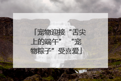 宠物迎接“舌尖上的端午” “宠物粽子”受喜爱