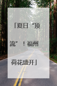 夏日“顶流”！福州荷花盛开