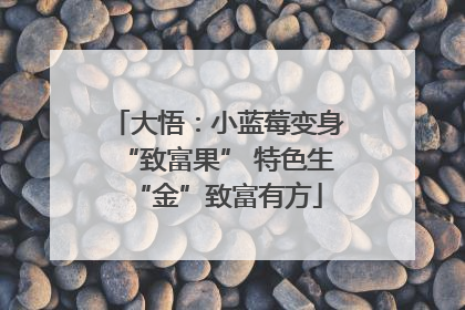 大悟：小蓝莓变身“致富果” 特色生“金”致富有方