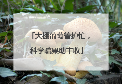 大棚葡萄管护忙，科学疏果助丰收