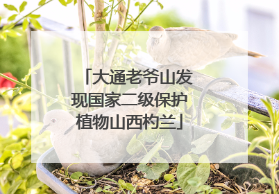 大通老爷山发现国家二级保护植物山西杓兰