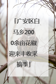 广安区白马乡2000余亩花椒迎来丰收采摘季