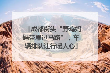 成都街头“野鸡妈妈带崽过马路”，车辆排队让行暖人心