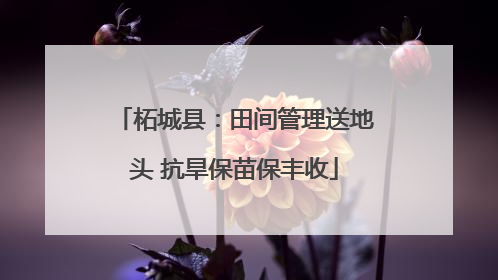 柘城县：田间管理送地头 抗旱保苗保丰收