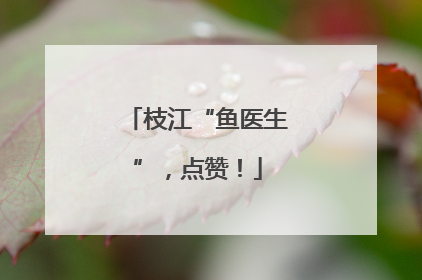 枝江“鱼医生”，点赞！
