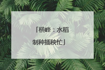 横峰：水稻制种插秧忙