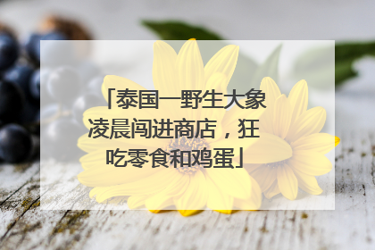 泰国一野生大象凌晨闯进商店，狂吃零食和鸡蛋