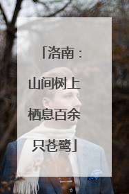 洛南：山间树上栖息百余只苍鹭