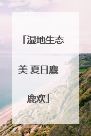 湿地生态美 夏日麋鹿欢