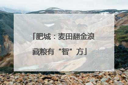 肥城：麦田翻金浪藏粮有“智”方