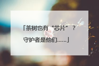 茶树也有“芯片”？守护者是他们……