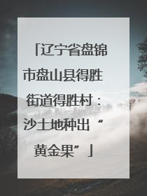 辽宁省盘锦市盘山县得胜街道得胜村：沙土地种出“黄金果”