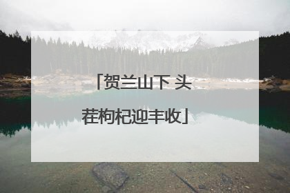 贺兰山下 头茬枸杞迎丰收
