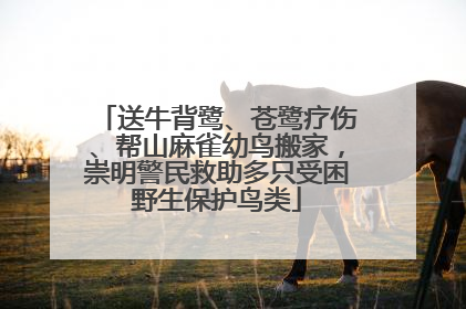 送牛背鹭、苍鹭疗伤、帮山麻雀幼鸟搬家，崇明警民救助多只受困野生保护鸟类