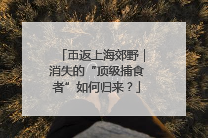 重返上海郊野｜消失的“顶级捕食者”如何归来？